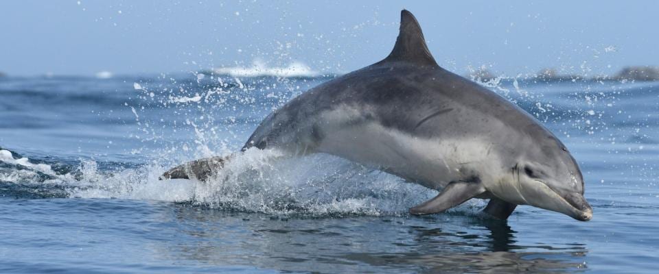 Dauphins communs nageant à l'étrave d'un bateau en baie de Douarnenez, Finistère